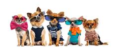 Let’s face it, our pets are part of the family too- and we might even like them more than some of our family members! The love and comfort we receive from our pets is unconditional, and maybe that’s why they often become our closest companions.