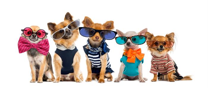 National Dress Up Your Pet Day (Scholarships for Young Animal Lovers!)