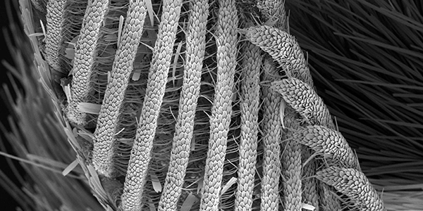 Polymer & Fiber Engineering